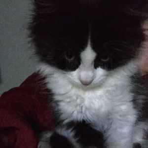 Meet your Posher, Annie