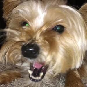 Meet your Posher, Ds