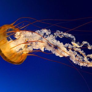 Meet your Posher, Danny