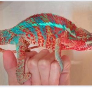 Meet your Posher, Leia