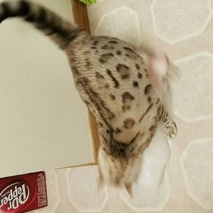 Meet your Posher, Rose