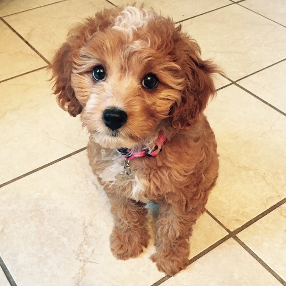 Meet your Posher, Stephanie. - Picture 2 of 3