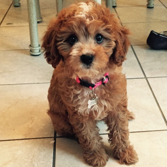 Meet your Posher, Stephanie. - Picture 3 of 3