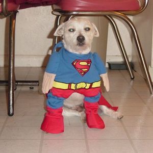 Meet your Posher, Julie