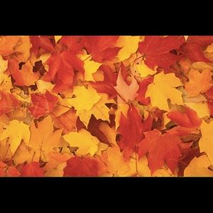 Meet your Posher, Bianca