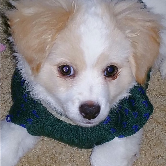 Poncha - Picture 2 of 2