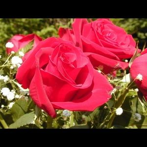 Meet your Posher, Yolanda