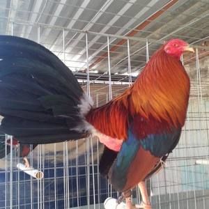 Meet your Posher, Guillermo