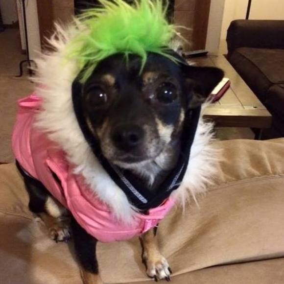 Meet your Posher, Dani - Picture 1 of 1