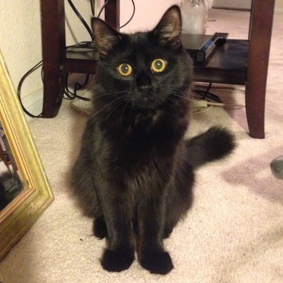 BLACK Meow  sales ! No offer is a bad offer ! - Picture 1 of 1