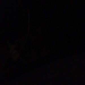 Meet your Posher, Coco