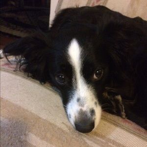 Meet your Posher, Amelia