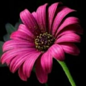 Meet your Posher, Nikki