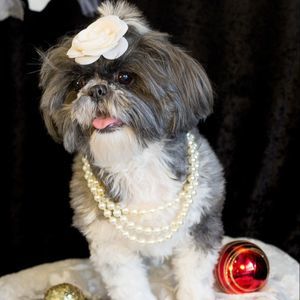 Meet your Posher, Camille