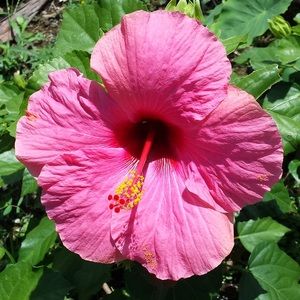 Meet your Posher, Alison