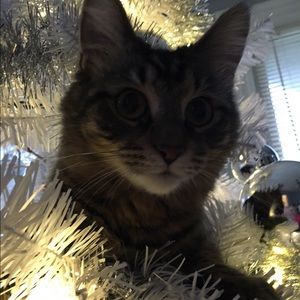 Meet your Posher, Jessie