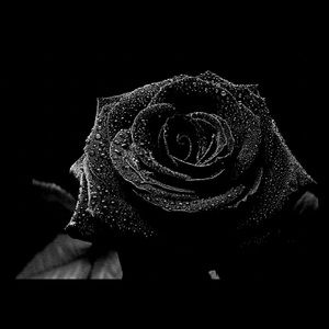 Meet your Posher, Liz