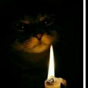 Meet your Posher, Dane