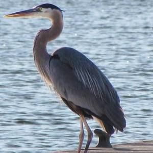 Meet your Posher, Eva