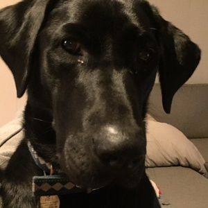 Meet your Posher, Dana