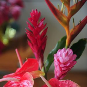 Meet your Posher, Trang