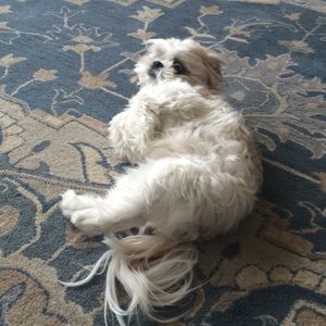 Meet your Posher, Andrea