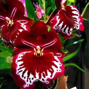 Meet your Posher, Ammanda