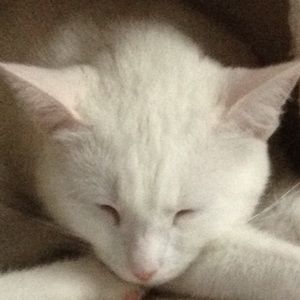 Meet your Posher, Mimi