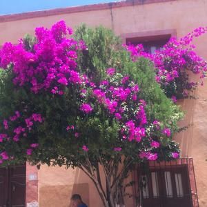 Meet your Posher, Laurie