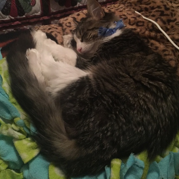 Cat - Picture 1 of 1