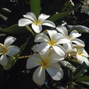 Meet your Posher, Sheila