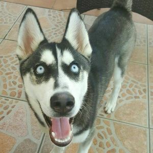 Meet your Posher, Erwin