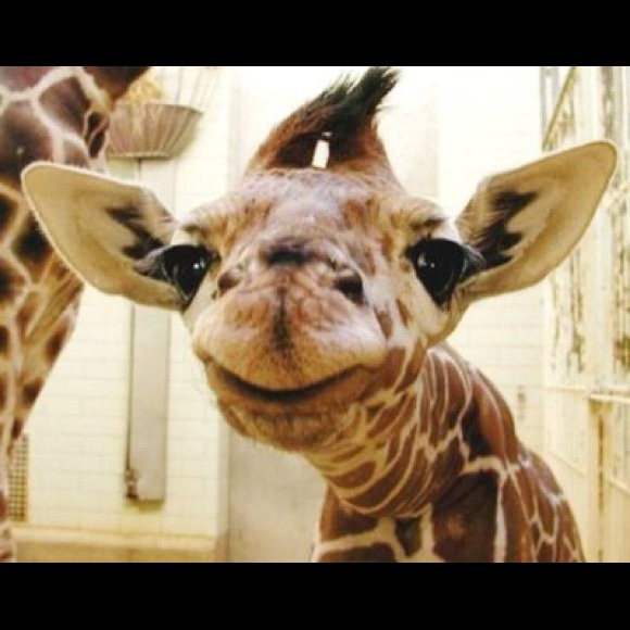 Just looking for some tall clothing. - Picture 2 of 4