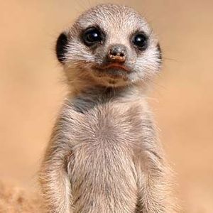 Meet your Posher, Joyce