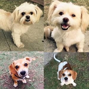 Meet your Posher, Daisy