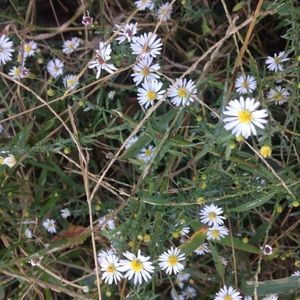 Meet your Posher, Margie