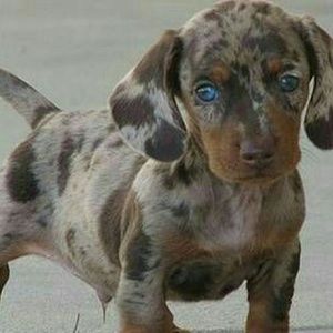 Meet your Posher, Bobbi