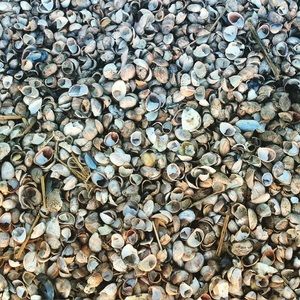 Meet your Posher, Adrian