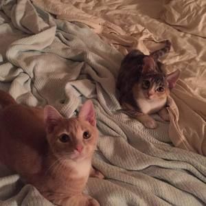 Meet your Posher, Carol