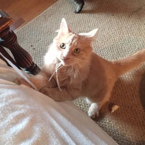 Meet your Posher, Grace