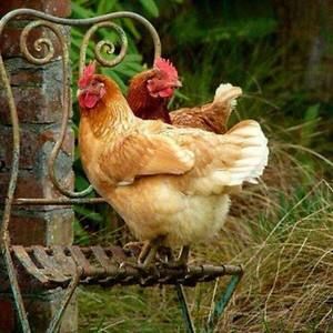 Meet your Posher, Rhonda