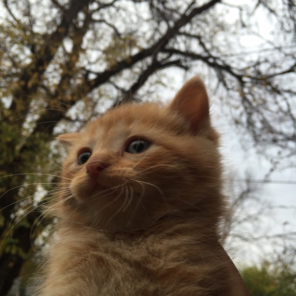 Meet your Posher, Kendall - Picture 1 of 1