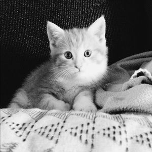 Meet your Posher, Ruth