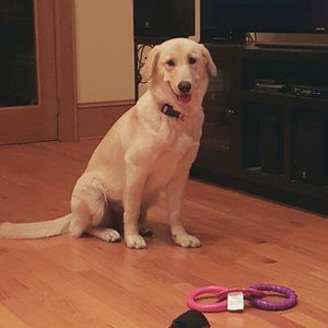 Meet your Posher, Dana