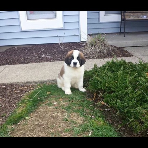 Meet your Posher, Maddy - Picture 1 of 1