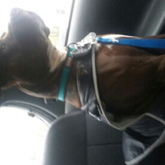 Meet your Posher, Brody