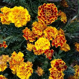 Meet your Posher, Mary