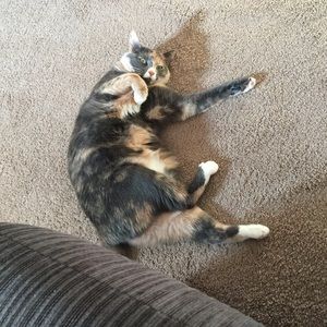 Meet your Posher, Amy