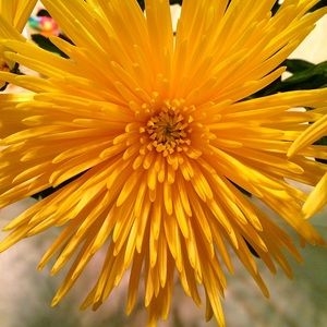 Meet your Posher, Martha