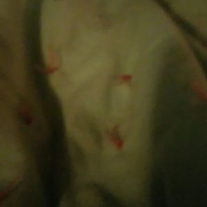 Meet your Posher, Patsy